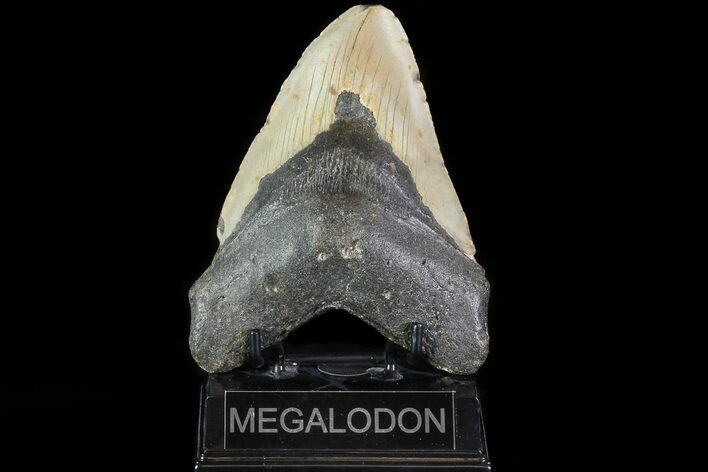 Bargain, Megalodon Tooth - North Carolina #82908